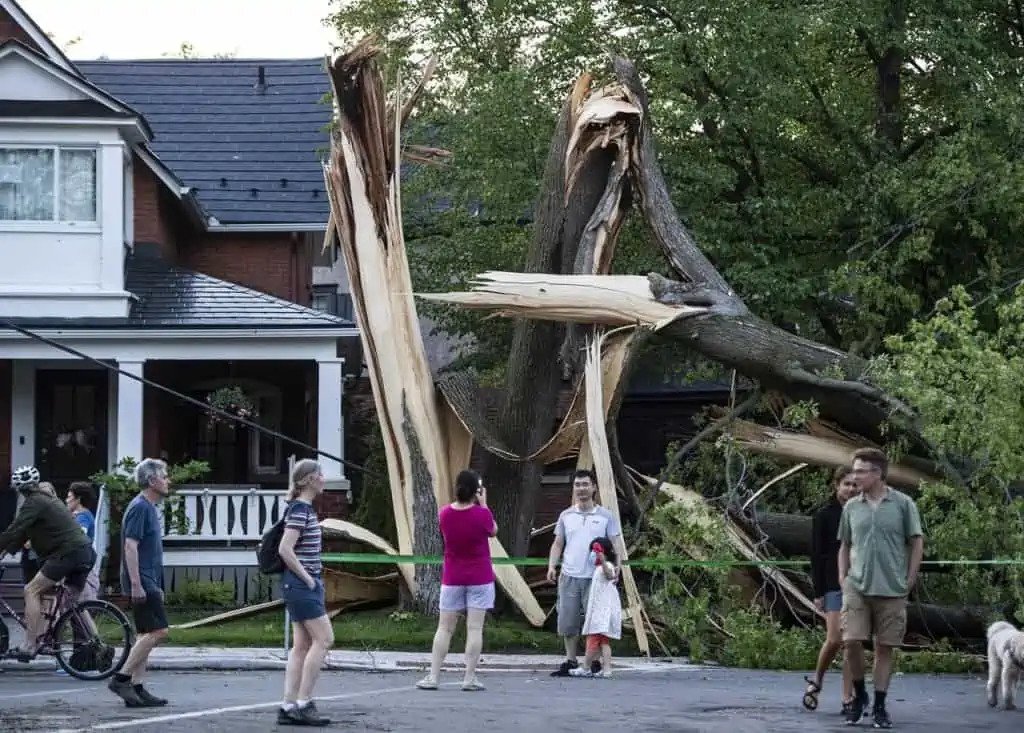 Read more about the article Is damage from fallen trees covered by insurance for Mississauga, Brampton and Hamilton residents?